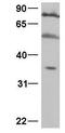Paired box protein Pax-4 antibody, PA1-24449, Invitrogen Antibodies, Western Blot image 