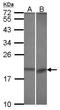BCL2 Like 10 antibody, GTX113911, GeneTex, Western Blot image 