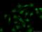 Homeobox protein DLX-2 antibody, 26244-1-AP, Proteintech Group, Immunofluorescence image 