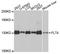 Fms Related Tyrosine Kinase 4 antibody, A10971, ABclonal Technology, Western Blot image 