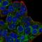 Chromosome 20 Open Reading Frame 194 antibody, HPA067418, Atlas Antibodies, Immunofluorescence image 