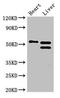 Coenzyme Q6, Monooxygenase antibody, orb52302, Biorbyt, Western Blot image 