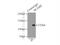 Neural Cell Adhesion Molecule 2 antibody, 13850-1-AP, Proteintech Group, Immunoprecipitation image 