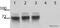 V5 epitope tag antibody, ab9116, Abcam, Western Blot image 