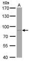 ASE-1 antibody, GTX629075, GeneTex, Western Blot image 