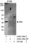 PDZ Binding Kinase antibody, A302-194A, Bethyl Labs, Immunoprecipitation image 