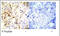 p53 antibody, OAEC00331, Aviva Systems Biology, Immunohistochemistry frozen image 