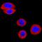 EPH Receptor B2 antibody, PA5-47017, Invitrogen Antibodies, Immunocytochemistry image 