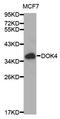 Docking Protein 4 antibody, A0226, ABclonal Technology, Western Blot image 