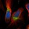 SV2 Related Protein antibody, NBP1-84104, Novus Biologicals, Immunofluorescence image 