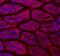 Fatty acid-binding protein, intestinal antibody, PA5-47990, Invitrogen Antibodies, Immunohistochemistry frozen image 