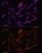Mitochondrial inner membrane protein OXA1L antibody, GTX54553, GeneTex, Immunofluorescence image 