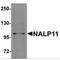 NLR Family Pyrin Domain Containing 11 antibody, MBS150563, MyBioSource, Western Blot image 