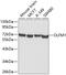 Olfactomedin 1 antibody, GTX55729, GeneTex, Western Blot image 