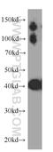 Creatine kinase M-type antibody, 60177-1-Ig, Proteintech Group, Western Blot image 