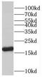 Peptidyl-prolyl cis-trans isomerase H antibody, FNab06678, FineTest, Western Blot image 