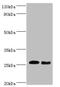 Tumor Necrosis Factor antibody, LS-C285652, Lifespan Biosciences, Western Blot image 