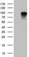 Beaded Filament Structural Protein 1 antibody, MA5-26646, Invitrogen Antibodies, Western Blot image 
