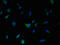 Dopamine Receptor D5 antibody, LS-C369557, Lifespan Biosciences, Immunofluorescence image 