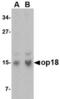 OP18 antibody, TA306435, Origene, Western Blot image 