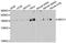 ATP Binding Cassette Subfamily C Member 1 antibody, MBS126572, MyBioSource, Western Blot image 