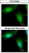 RING finger protein 114 antibody, GTX107046, GeneTex, Immunofluorescence image 