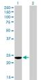 COMM Domain Containing 3 antibody, H00023412-B01P, Novus Biologicals, Western Blot image 