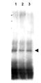 Recombination protein 107 antibody, orb345543, Biorbyt, Western Blot image 