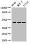 Fibromodulin antibody, LS-C677961, Lifespan Biosciences, Western Blot image 