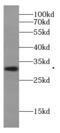 IZUMO Family Member 4 antibody, FNab01049, FineTest, Western Blot image 