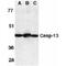 Caspase-13 antibody, PA1-30684, Invitrogen Antibodies, Western Blot image 