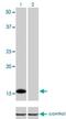  antibody, H00003397-M02, Novus Biologicals, Western Blot image 