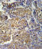 Killer cell immunoglobulin-like receptor 2DS2 antibody, 62-043, ProSci, Immunohistochemistry frozen image 