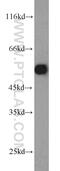 Pyruvate Dehydrogenase Complex Component X antibody, 10951-1-AP, Proteintech Group, Western Blot image 