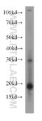 Ring Finger Protein 181 antibody, 20408-1-AP, Proteintech Group, Western Blot image 