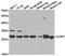 CLDN7 antibody, TA327235, Origene, Western Blot image 