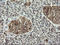 Musashi RNA Binding Protein 1 antibody, LS-C172522, Lifespan Biosciences, Immunohistochemistry paraffin image 