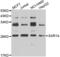 Secretion Associated Ras Related GTPase 1A antibody, LS-C349173, Lifespan Biosciences, Western Blot image 