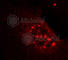 Akt antibody, AP0304, ABclonal Technology, Immunofluorescence image 