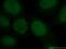 YY1 Transcription Factor antibody, YF488-66281, Proteintech Group, Immunofluorescence image 
