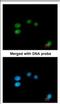 LON peptidase N-terminal domain and RING finger protein 3 antibody, NBP2-17157, Novus Biologicals, Immunocytochemistry image 