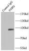 Coatomer Protein Complex Subunit Gamma 1 antibody, FNab01866, FineTest, Immunoprecipitation image 