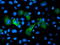 Gephyrin antibody, TA502248, Origene, Immunofluorescence image 