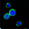Regenerating Family Member 1 Alpha antibody, LS-C814031, Lifespan Biosciences, Immunofluorescence image 