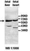 A1CF antibody, orb77616, Biorbyt, Western Blot image 