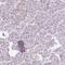 HMP antibody, HPA036165, Atlas Antibodies, Immunohistochemistry frozen image 