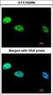 DNA polymerase delta catalytic subunit antibody, LS-C185507, Lifespan Biosciences, Immunocytochemistry image 