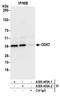 Cyclin Dependent Kinase 7 antibody, A300-405A, Bethyl Labs, Immunoprecipitation image 