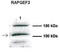 Rap guanine nucleotide exchange factor 3 antibody, TA340093, Origene, Western Blot image 