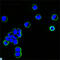 Human IgG (Fc) antibody, LS-C812364, Lifespan Biosciences, Immunofluorescence image 